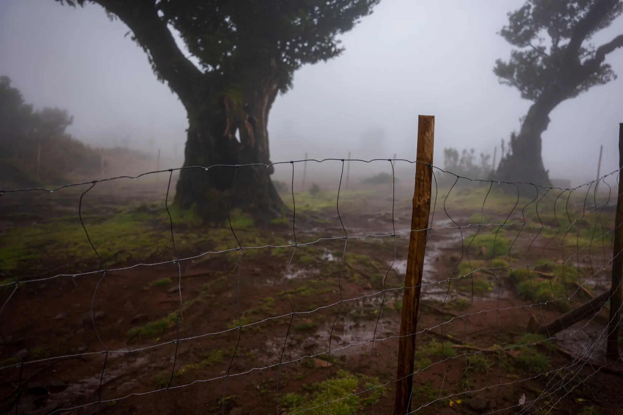 Aerial photograph — Madeira — Earthly
