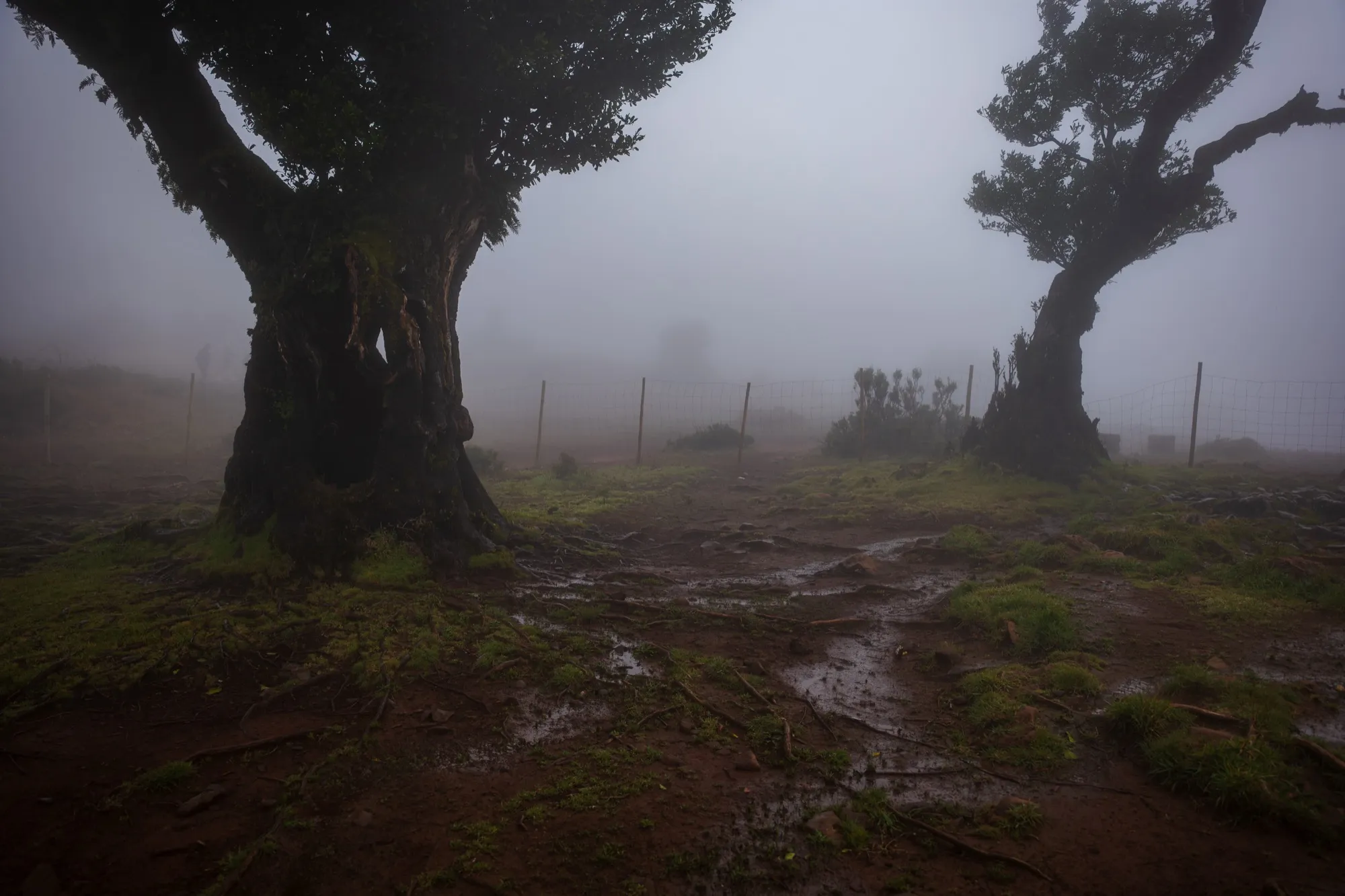 Aerial photograph — Madeira — Earthly