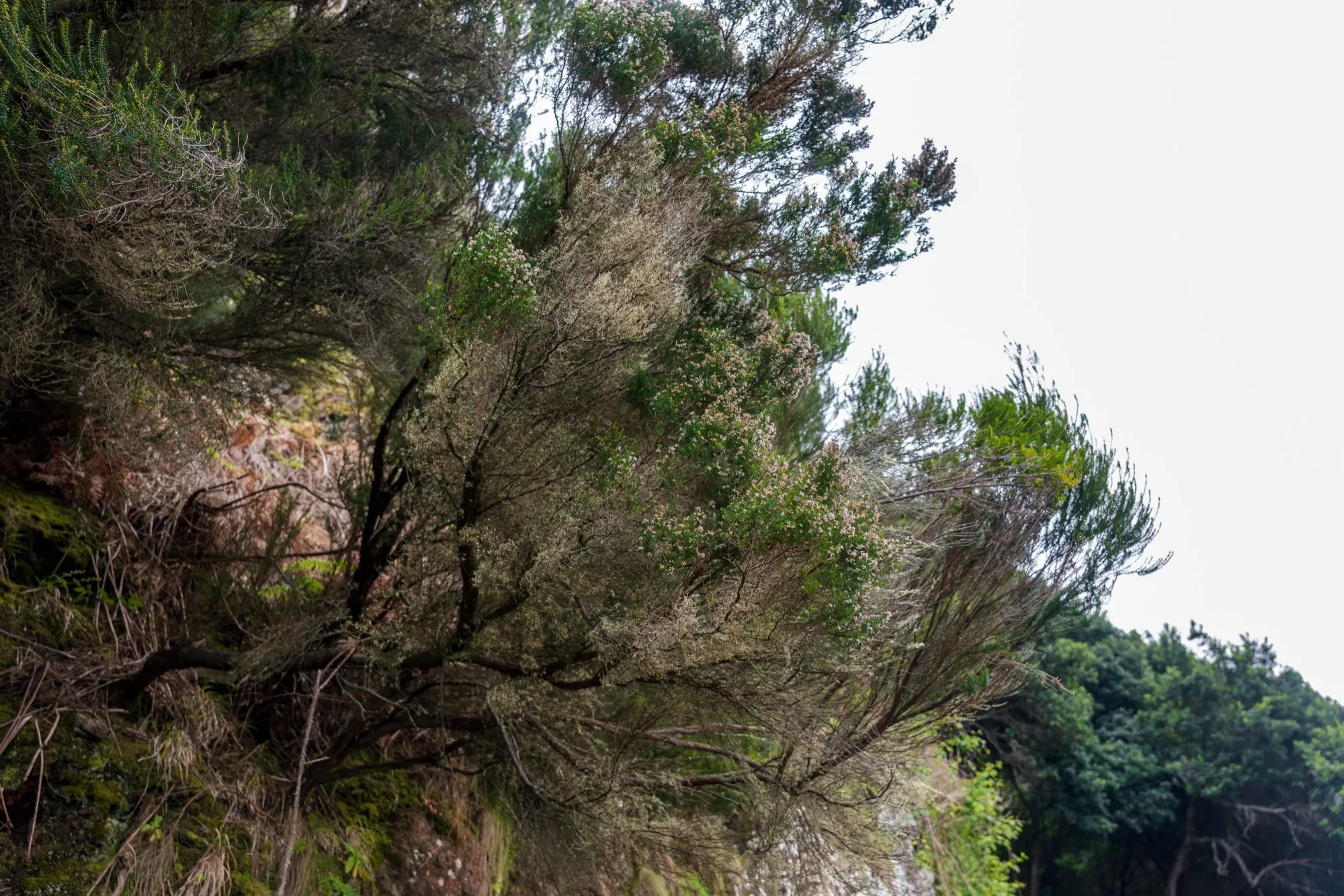 Aerial photograph — Madeira — Earthly
