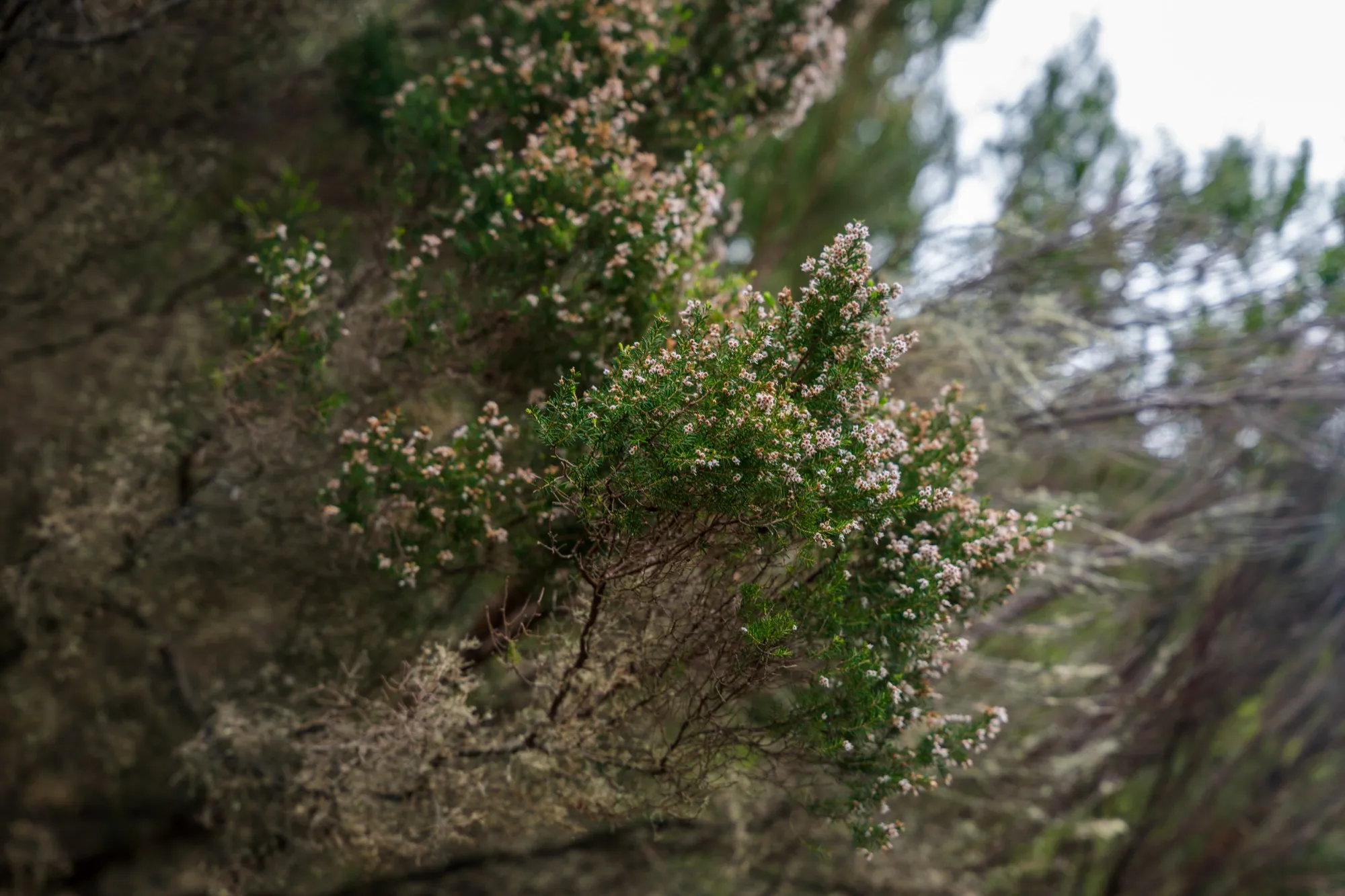 Aerial photograph — Madeira — Earthly