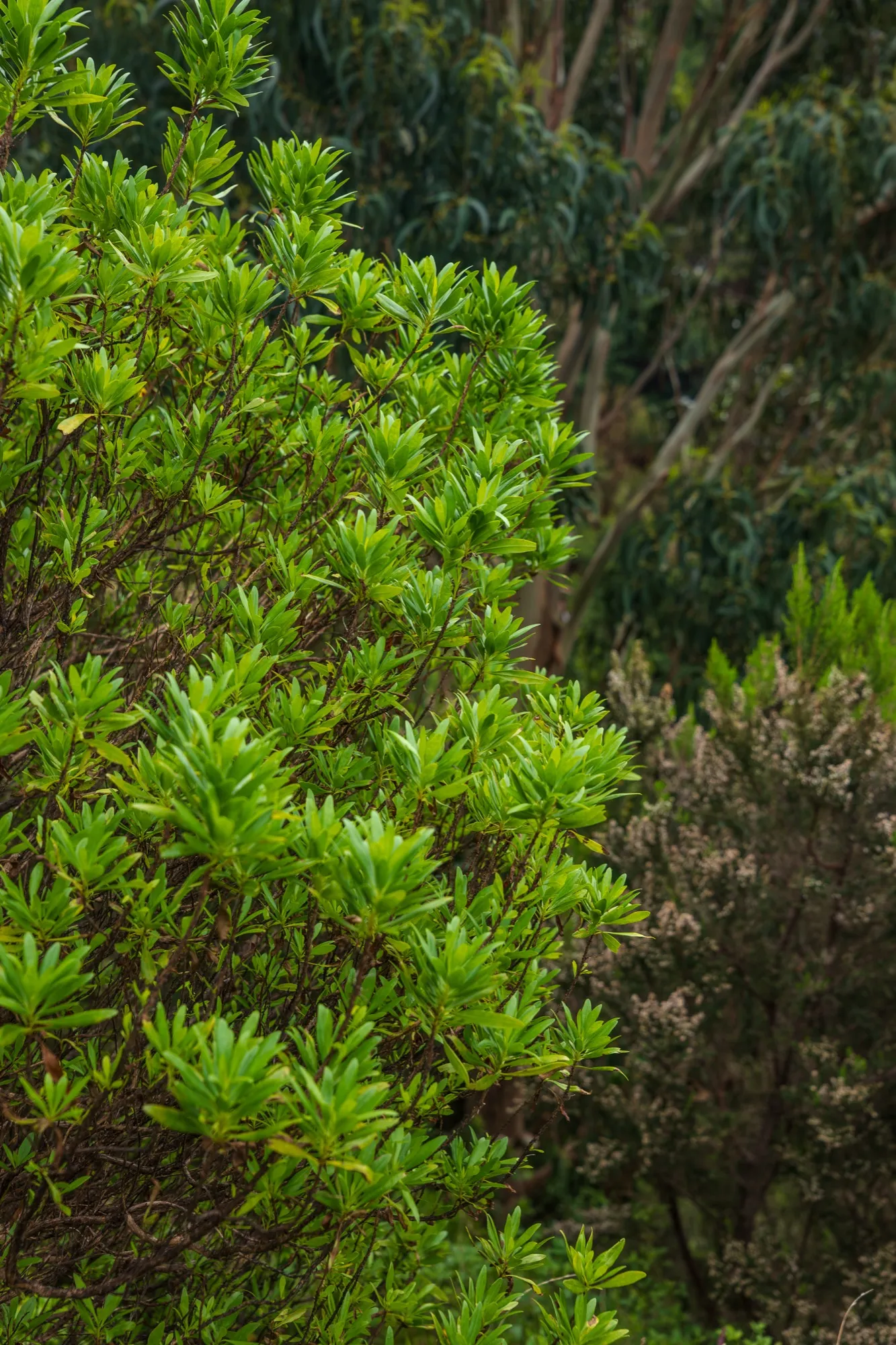 Aerial photograph — Madeira — Earthly