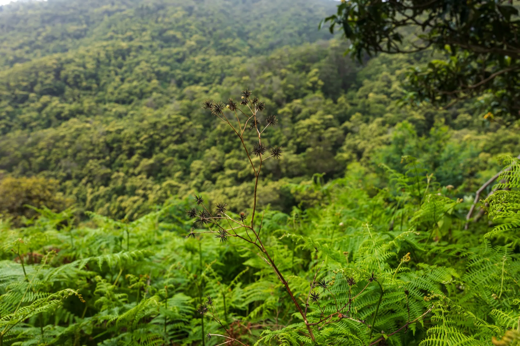 Aerial photograph — Madeira — Earthly