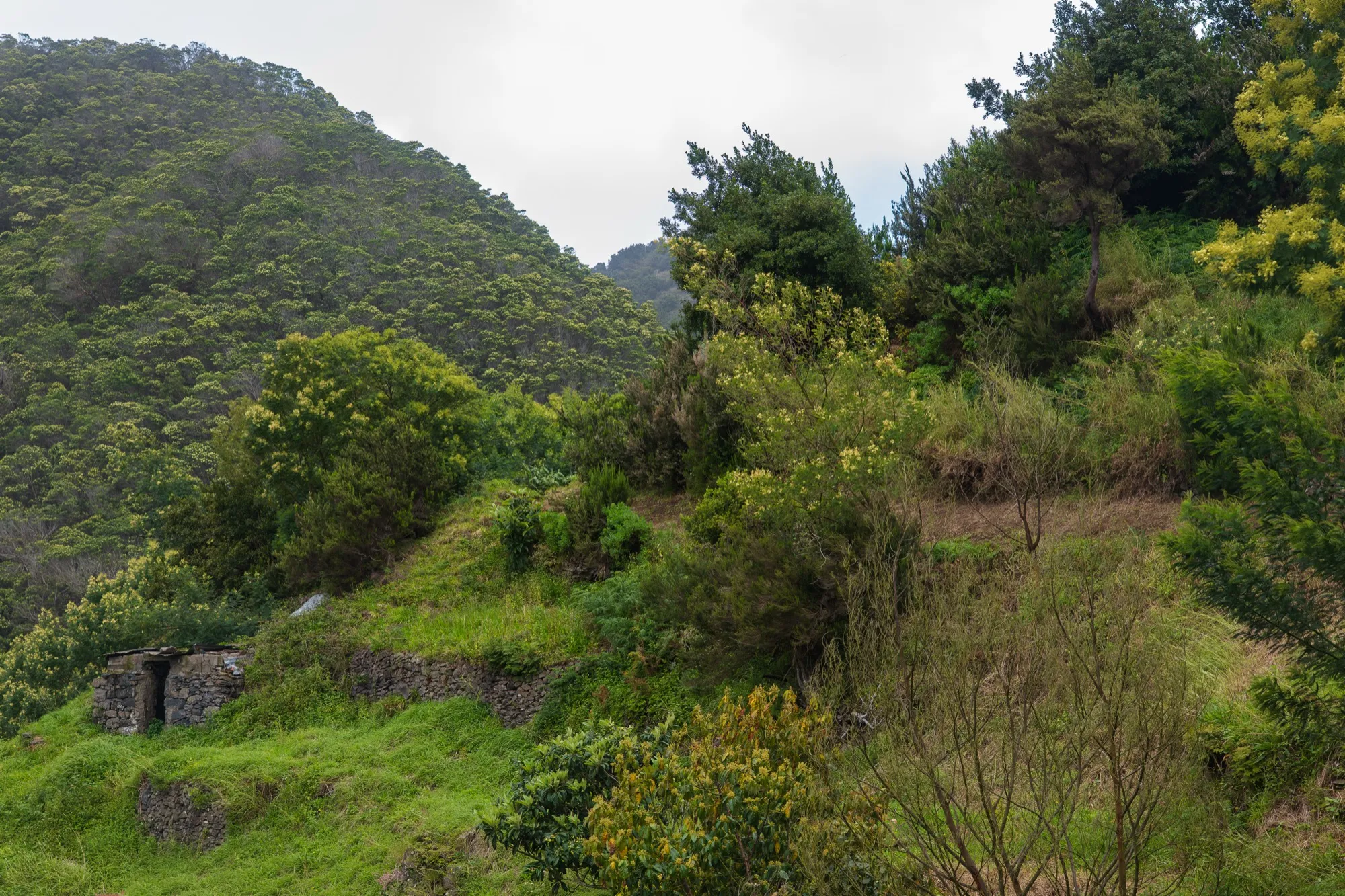 Aerial photograph — Madeira — Earthly