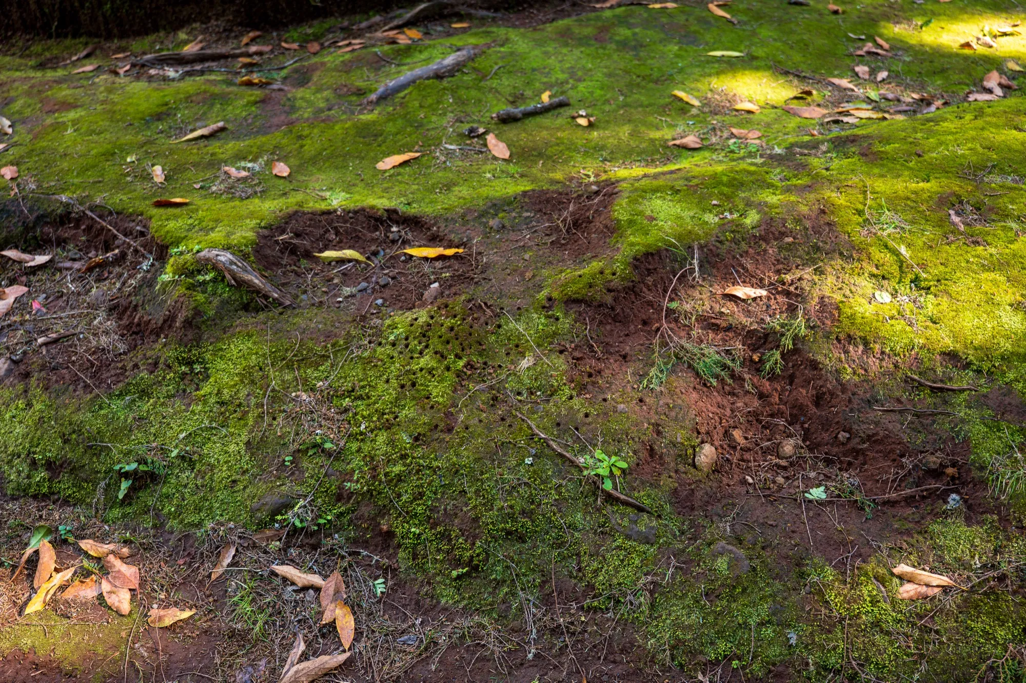 Aerial photograph — Madeira — Earthly