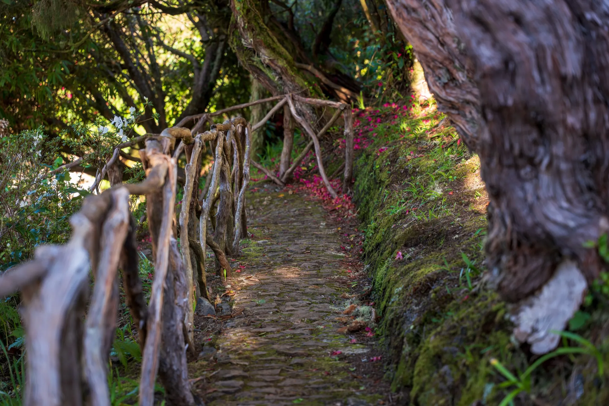 Aerial photograph — Madeira — Earthly