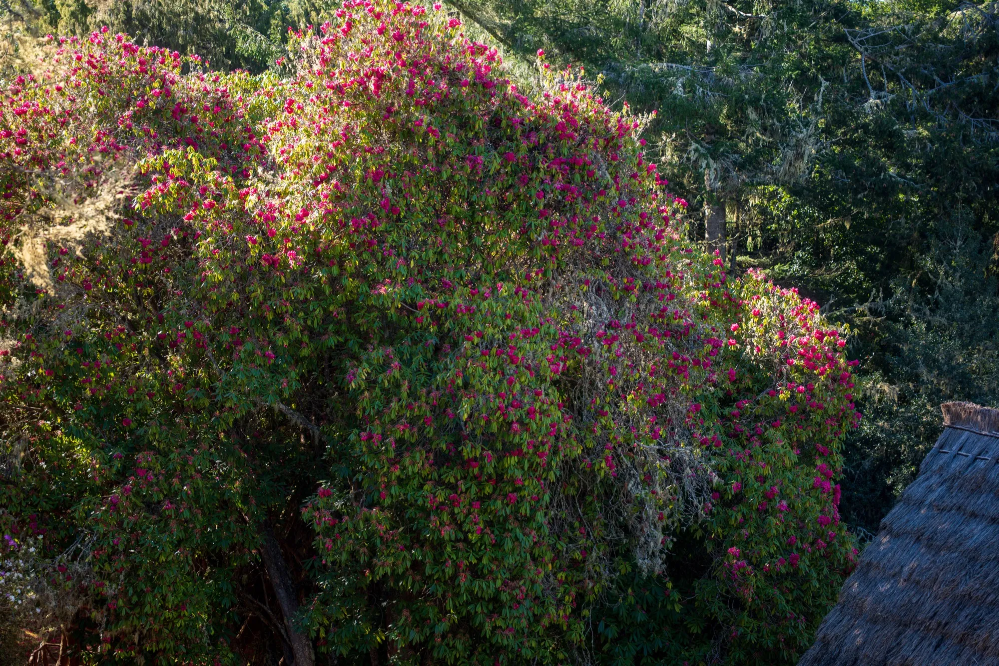 Aerial photograph — Madeira — Earthly