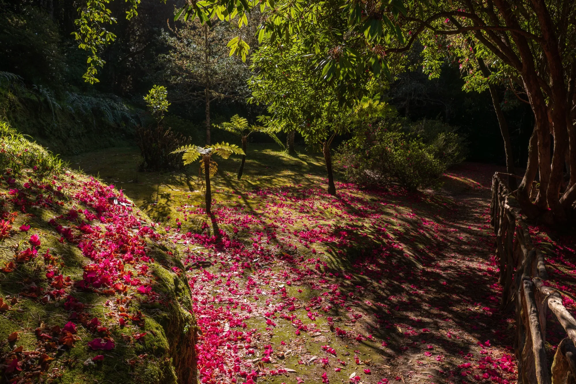Aerial photograph — Madeira — Earthly