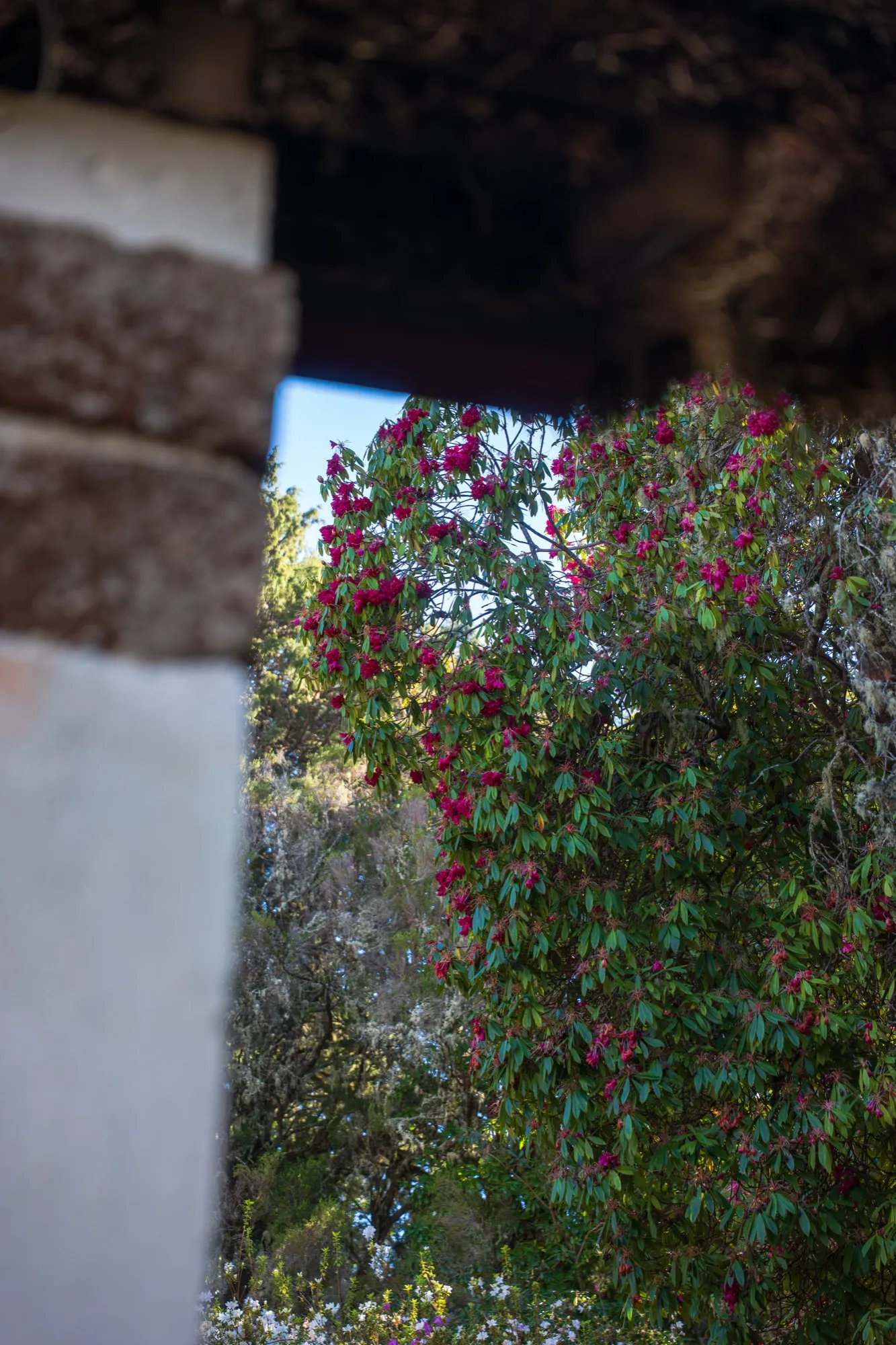 Aerial photograph — Madeira — Earthly
