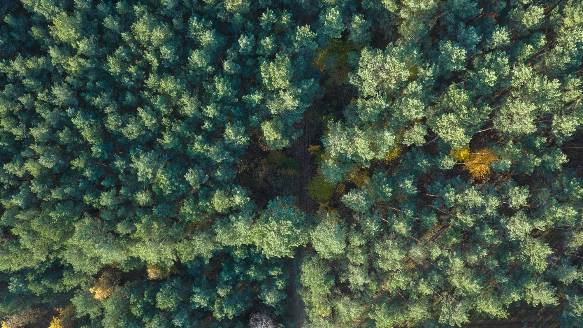 Landscape photograph — Earthly