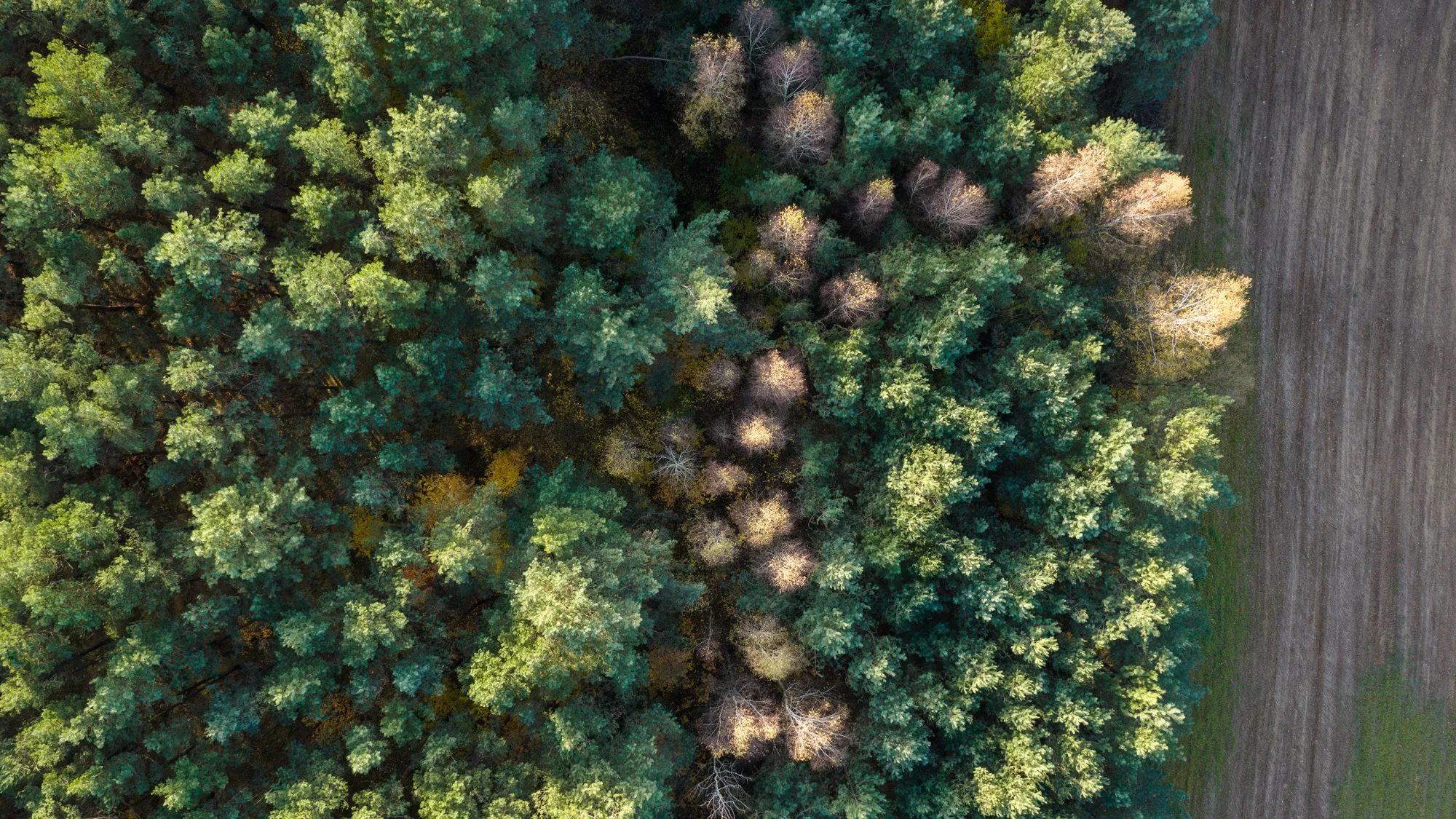 Landscape photograph — Earthly