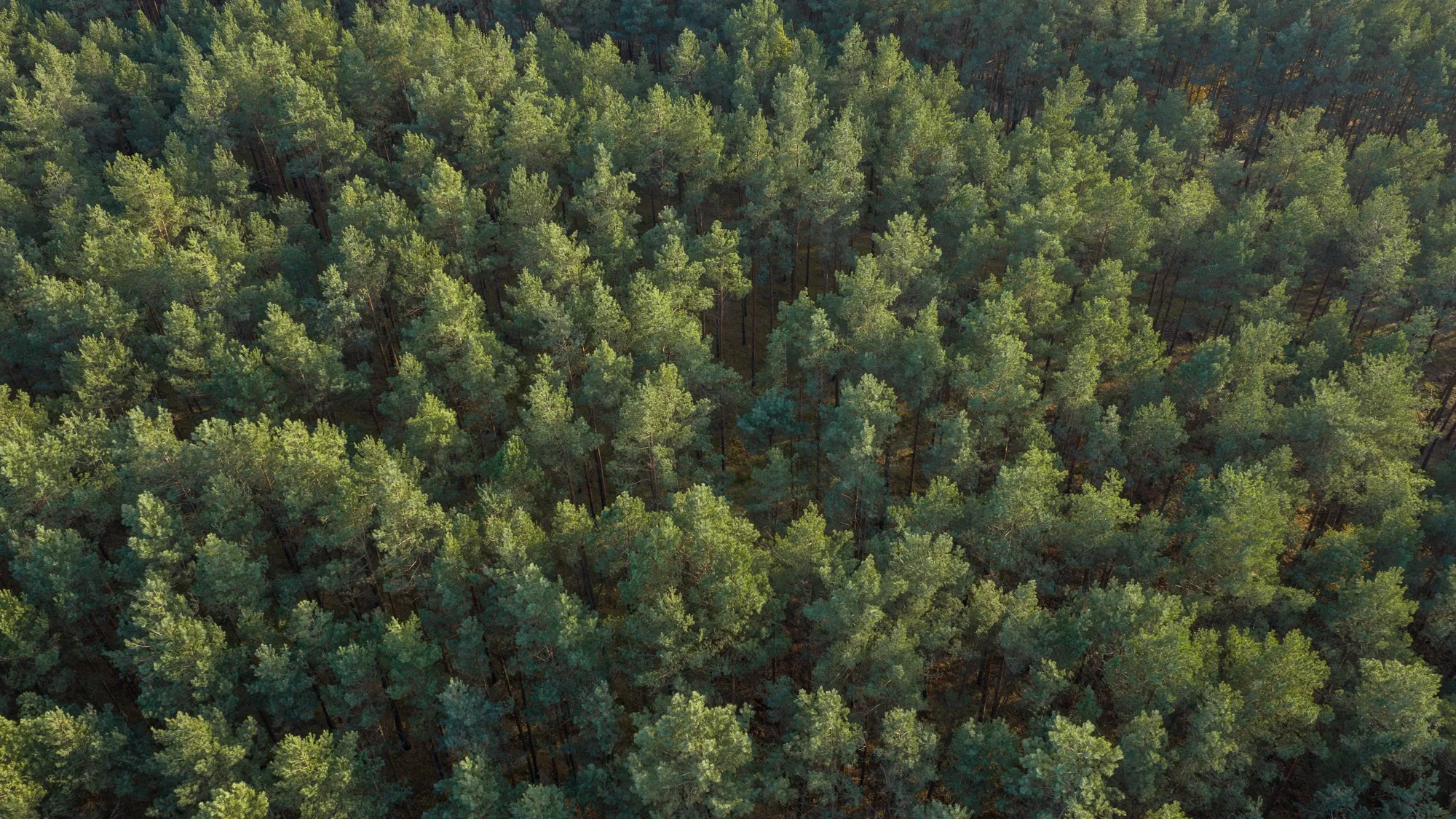 Landscape photograph — Earthly